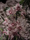 dc orchids 26.JPG (37143 bytes)