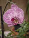 dc orchids 28.JPG (37589 bytes)