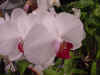 dc orchids 2.JPG (37468 bytes)