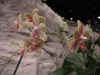 dc orchids 3.JPG (37588 bytes)