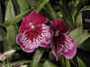 dc orchids 4.JPG (36424 bytes)