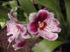 dc orchids 5.JPG (36149 bytes)