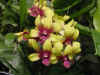 dc orchids 6.JPG (37462 bytes)