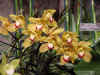 dc orchids 7.JPG (37164 bytes)