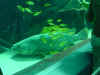 ga-yellowfish-grouper.JPG (37171 bytes)