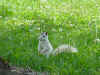 white squirrel-grass.JPG (38567 bytes)