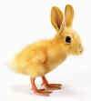 1-bunny-chick.jpg (34413 bytes)