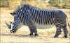 1-zebra-rhino.jpg (85303 bytes)