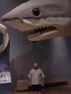 Megalodon-Columbia SC museum.JPG (37808 bytes)