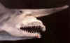 closeup goblin shark.jpg (36984 bytes)