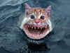 shark-cat.jpg (29946 bytes)