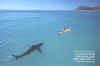 shark-kayak2.jpg (145496 bytes)