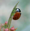 ladybugphotoshop.jpg (22803 bytes)
